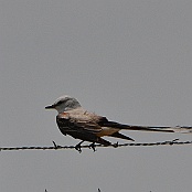 Scissor-tailed Flycatcher, Brownsville, Texas